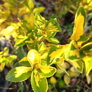 EVONIMO YEMA DE HUEVO-EVONYMUS JAPONICUS VAR. MEDIO PICTUS 50 A 1,20M