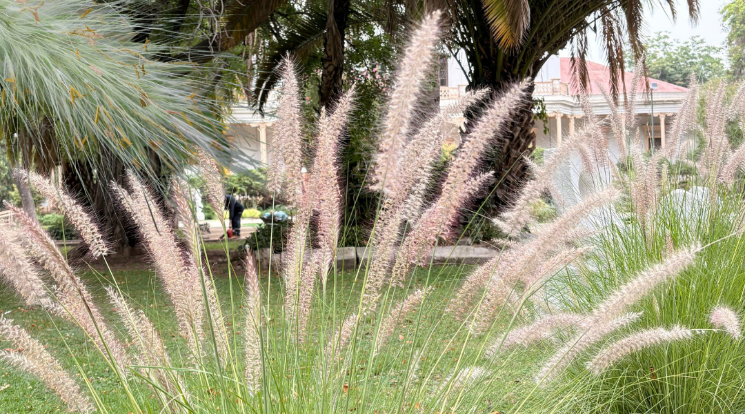 Especies de bajo consumo hídrico y de sol directo: una elección eficiente para jardines y terrazas