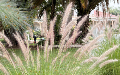 Especies de bajo consumo hídrico y de sol directo: una elección eficiente para jardines y terrazas