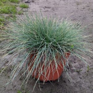 FESTUCA GLAUCA