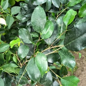 FICUS VERDE - FICUS BENJAMINA 0,40 A 0,50