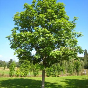 FRESNO - FRESNO EXCELSIOR 1,20 A 1,60