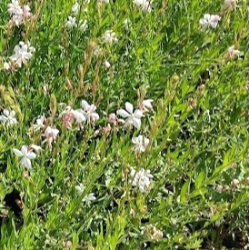 GAURA LINDHEIMERI - BLANCA