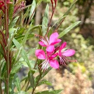 GAURA LINDHEIMERI - ROSADA
