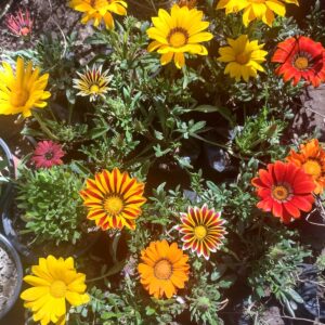 GAZANIAS - GAZANIAS SP.