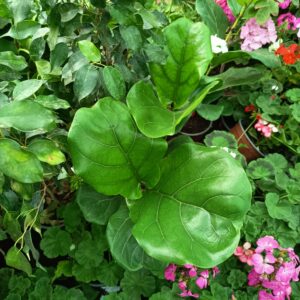 GOMERO PERA - FICUS LYRATA 0,80 A 1M