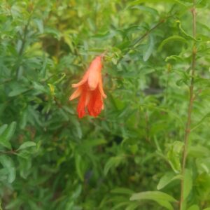 GRANADO DE FLOR ENANO - PUNICA GRANTUM VAR. NANA 80 A 1,00 M