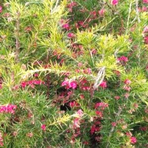 GREVILLEA JUNIPERINA 0,50 M