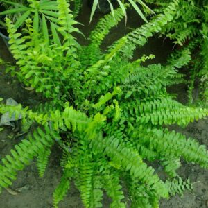 HELECHO HASTATUM - BLECHNUM HASTATUM