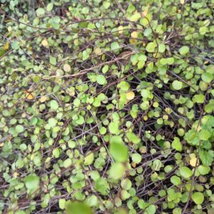 HELECHO LENTEJA - MUEHLENBECKIA COMPLEXA