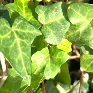 HIEDRA - HEDERA HELIX HIBRIDA