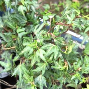 HIEDRA - PATA DE GALLO ENANA - HEDERA HELIX VAR. PEDATA ENANA