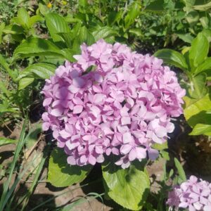 HORTENSIA - HYDRANGEA MACROPHYLLA