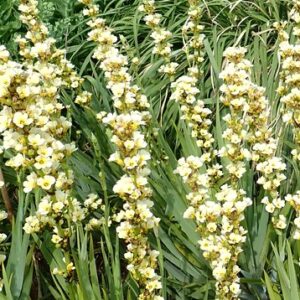 HUILMO-LIRIO CHILENO- SISYRINCHIUM STRIATUM