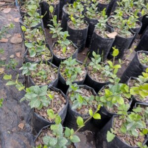 JAZMIN HELICE - TRACHELOSPERMUM JAZMINOIDE