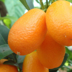 KUMQUAT 1,20