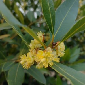 LAUREL DE COMER  -  LAURUS NOBILIS 1,20 A 1,50
