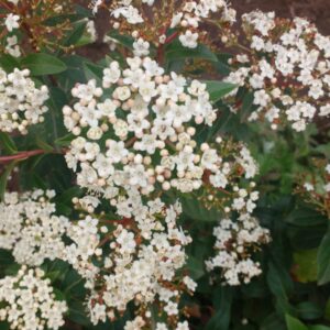 LAURENTINAS - VIBURNUM TINUS  100 A 1,40 M