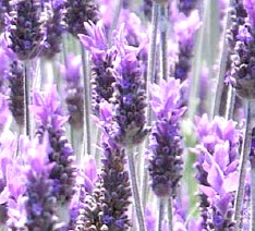 LAVANDA FRANCESA - LAVANDULA DENTATA 0,30 A 0,50