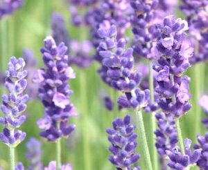 LAVANDA INGLESA - LAVANDULA ANGUSTIFOLIA 0,30 A 0,50