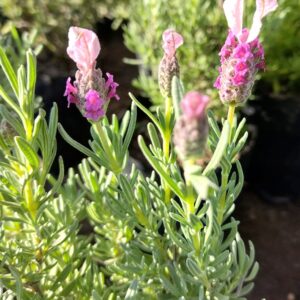 LAVANDA STOECHAS - LAVANDULA STOECHAS 0,20 A 0,30