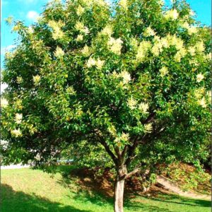 LIGUSTRO VERDE-LIGUSTRUM LUCIDUM - 2.0m