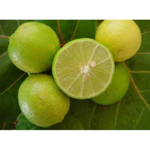 LIMON SUTIL DE GAZA 1,20 A 1,60