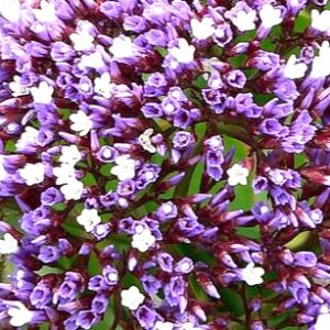 LIMONIUM PEREZI