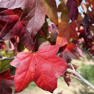 LIQUIDAMBAR - STYRACIFLUA 1,20 A 1,50