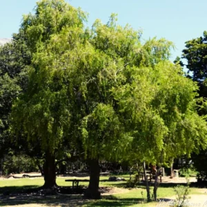 MAITEN - MAYTENUS BOARIA  1,60