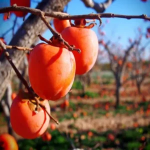 MANCAQUI GIRO 0,80 A 1,00