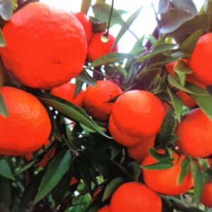 MANDARINA HOJA DE SAUCE 1,20