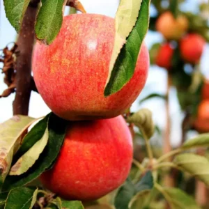 MANZANO FUJI 1,60 A 1,80