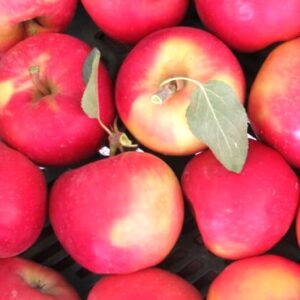 MANZANO ROYAL 1,60 A 1,80