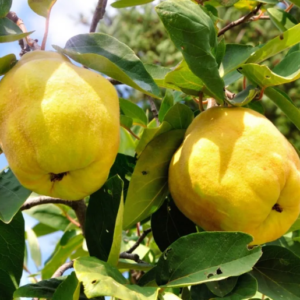 MEMBRILLO LUCUMA 1,60 A 1,80