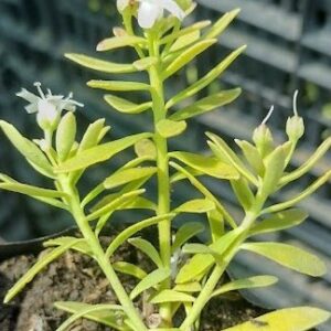 MIOPORO RASTRERO - MYOPORUM PARVIFOLIUM