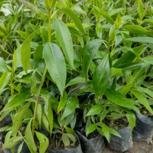 MIOPORO ARBUSTIVO  0,30