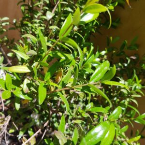 MIRTO HAMBURGUEZ BOLA - MYRTUS COMMUNIS 0,80 a 1,00