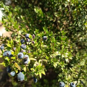 MIRTO HAMBURGUEZ- MYRTUS COMMUNIS 0,50 a 0,60