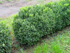 MIRTO HAMBURGUEZ ENANO- MYRTUS COMMUNIS MICROPHILLA 0,50 a 0,60