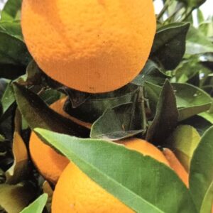 NARANJO THOMPSON 1,20 A 1,60