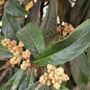 NISPERO GOLDEN NUGGET 1,00 A 1,40