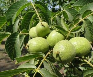 NOGAL CHANDLER 1,60 A 1,80