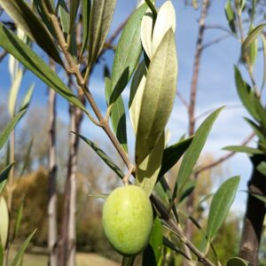 OLIVO SEVILLANO 0,80 A 1,20