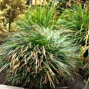 OPHIOPOGON - OPHIOPOGON JAPONICUS