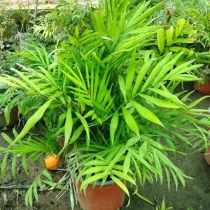 PALMERA CHAMAEDOREA 1,00