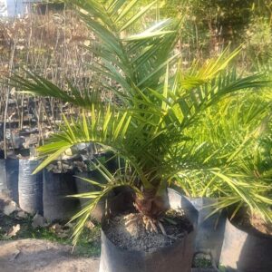 PALMERA FENIX – PHOENIX CANARIENSIS  0,60