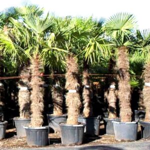PALMERA TRACHYCARPUS FORTUNEII  0,50 A 0,70