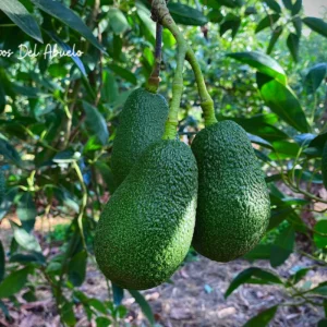 PALTO HASS 1,00 A 1,20