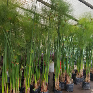 PAPIRO EGIPCIO - CYPERUS PAPYRUS